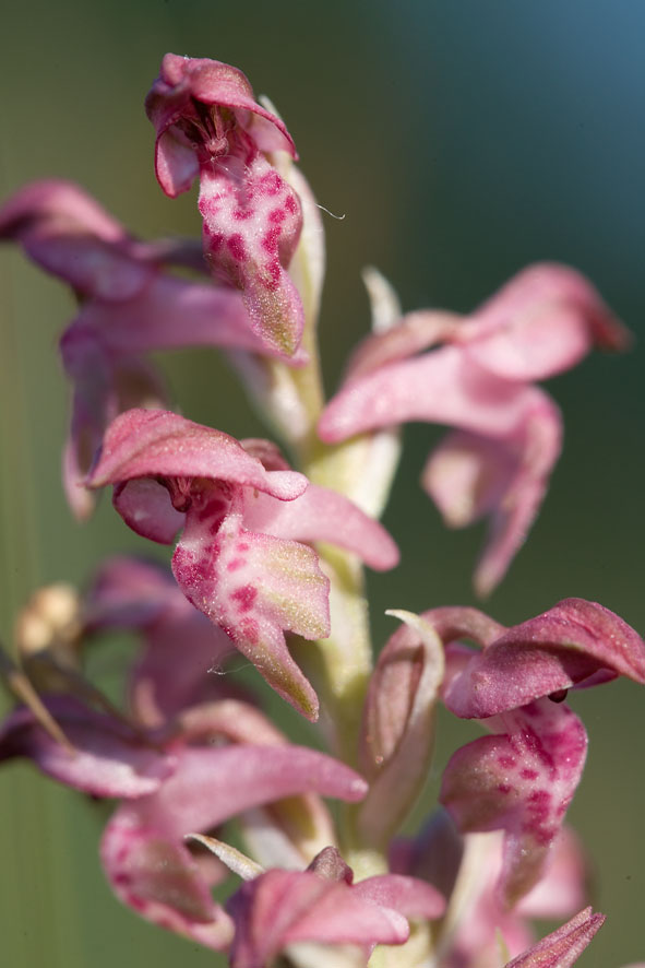 Orchis coriophora